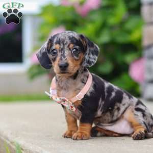 Greta, Dachshund Puppy